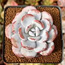 Echeveria 'Laui' 2" Powdery Succulent Plant