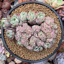 Echeveria 'Bradburiana' Crested 4"-5" Succulent Plant