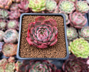 Echeveria 'Jetta' 1" Succulent Plant