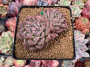 Echeveria 'Moiré' 3-4" Cluster Powdery Succulent Plant