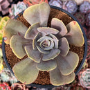 Echeveria 'Lolita' 3" Succulent Plant