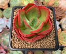Echeveria 'Nice' 2" Succulent Plant