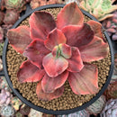 Echeveria 'Red Pheonix’ Variegated 4" Specimen Succulent Plant