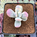 Cotyledon 'Orbiculata' Variegated 2" Succulent Plant