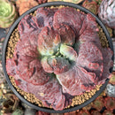 Echeveria 'Linguas' 4" Succulent Plant