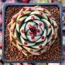 Echeveria 'Blue Dragon' 2"-3" Succulent Plant