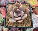 Pachyveria 'Pachyphytoides' Variegated 2" Succulent Plant