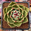 Echeveria Agavoides 'Blue Dragon' 2"-3" Succulent Plant