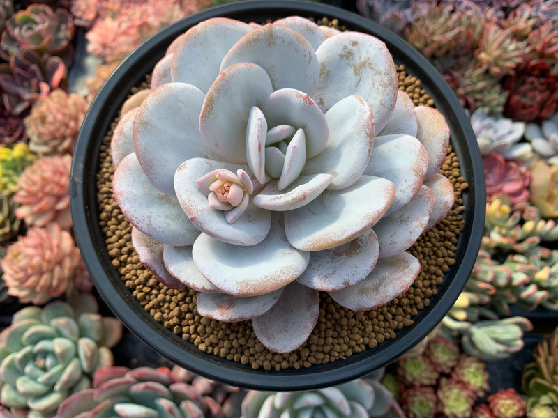 succulent with large white flower Echeveria 'Laui' 6" Large Powdery Succulent Plant