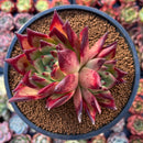 Echeveria Agavoides Hybrid 3" Special Clone Cluster Succulent Plant