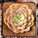 Echeveria 'Fun Queen' 2"-3" Succulent Plant