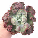 Echeveria Frill Sp. 5” Rare Succulent Plant