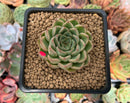 Echeveria 'Cream Roll' 1"-2" New Hybrid Succulent Plant