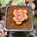 Echeveria 'Pink Dot' 1" Small New Hybrid Succulent Plant