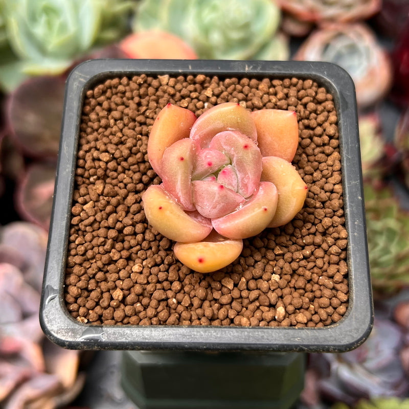 succulent plant small pink flowers Echeveria 'Pink Dot' 1" Small New Hybrid Succulent Plant – True Succulents Plant Co