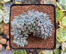 Echeveria 'Elegans Potosina' Crested 3" Succulent Plant