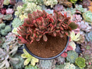 Echeveria 'Gandallis' Crested 3" Succulent Plant