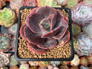Echeveria 'Blue Metal' Non-Variegated 3" Succulent Plant