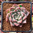 Echeveria 'Fresco' 2" New Hybrid Succulent Plant