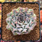Echeveria 'Hearts Choice' 2" Succulent Plant