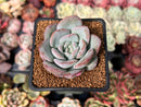 Echeveria 'Milk Rose' 2" Succulent Plant