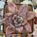 Echeveria 'Purple Champaign' 3"-4" Succulent Plant