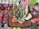 Echeveria 'White Champaign' 3" Succulent Plant