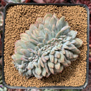 Echeveria 'Hosikage' Crested 2"-3" Succulent Plant