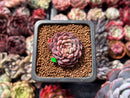 Echeveria 'Shella' 1" Small Succulent Plant