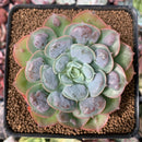Echeveria 'Raindrop' 3" Succulent Plant