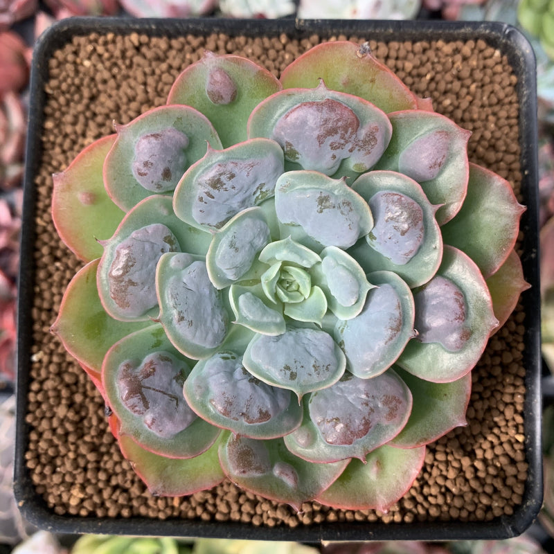 raindrop succulent Echeveria 'Raindrop' 3" Succulent Plant – True Succulents Plant Co