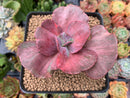 Echeveria 'Suyon Frill' Variegated 3" Succulent Plant