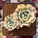 Echeveria Runyonii Variegated (Aka Echeveria 'Akaihosi' Variegated) 2" Succulent Plant