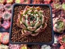 Echeveria Agavoides 'Sarabony' 2" (Seed Grown) Succulent Plant