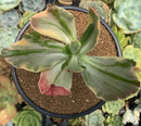 Echeveria 'Fimbriata' Variegated AKA 'Fasciculata' 4" Succulent Plant