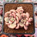Echeveria 'Avant-garde' 1"-2" Succulent Plant