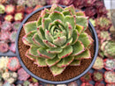 Echeveria Agavoides 'Jillian' Variegated 4" Succulent Plant