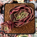 Echeveria 'Zestar' 2" Cluster Succulent Plant