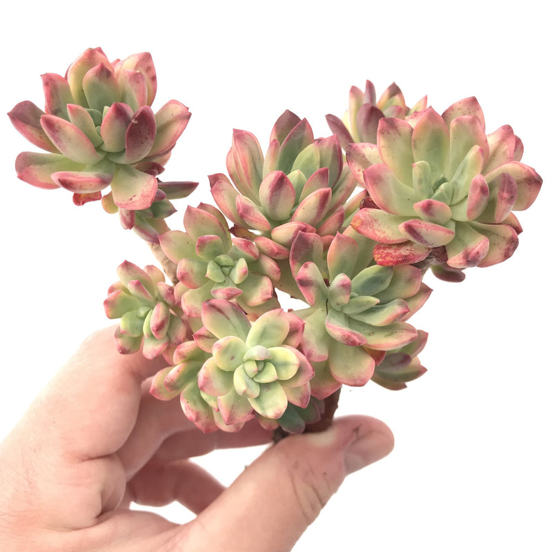 Echeveria ‘Minibelle’ Variegated Large Cluster 5" Rare Succulent Plant