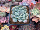 Echeveria 'Hearts Choice' 2" Succulent Plant
