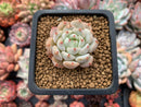 Echeveria sp. 1" Succulent Plant