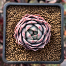 Echeveria 'Teemon' 1" New Hybrid Succulent Plant