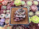 Echeveria 'Tremolo' 2" Cluster Succulent Plant