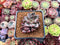 Echeveria 'Tremolo' 2" Cluster Succulent Plant