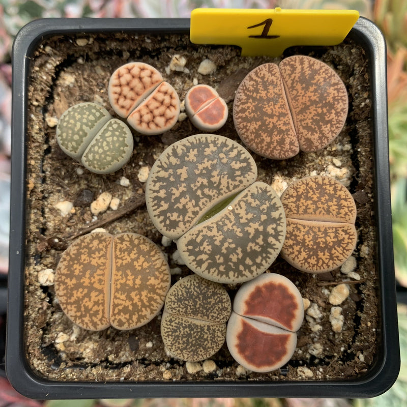 Collection of Lithops 2