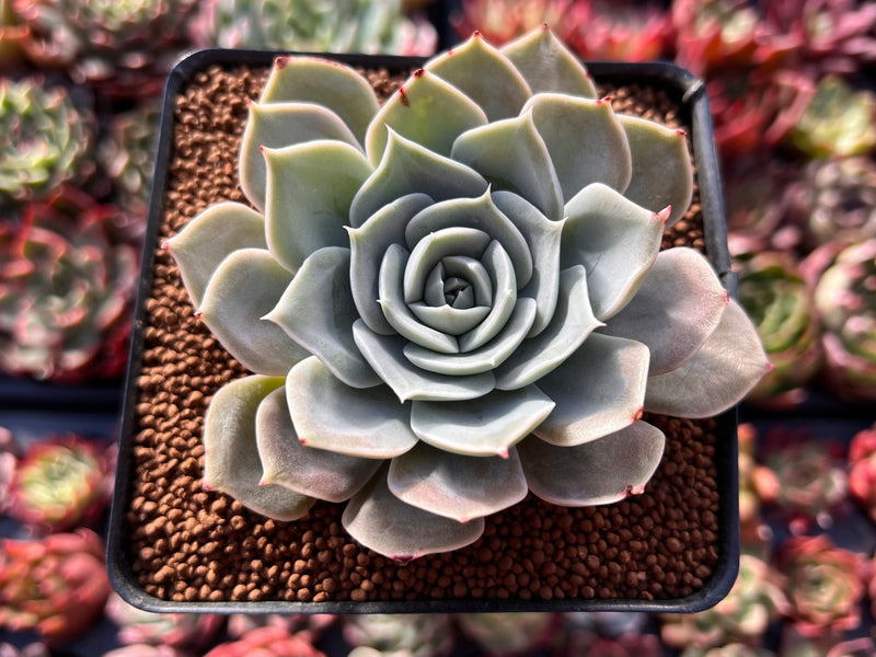 Echeveria 'Texas Red' 2