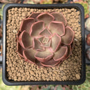 Echeveria 'Monchouchou' 2" Succulent Plant