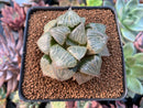 Haworthia sp. 2" Succulent Plant