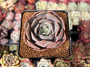 Echeveria 'Salgoo' 2" Succulent Plant