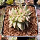Echeveria 'Elkhorn' Variegated Crested 2" Succulent Plant